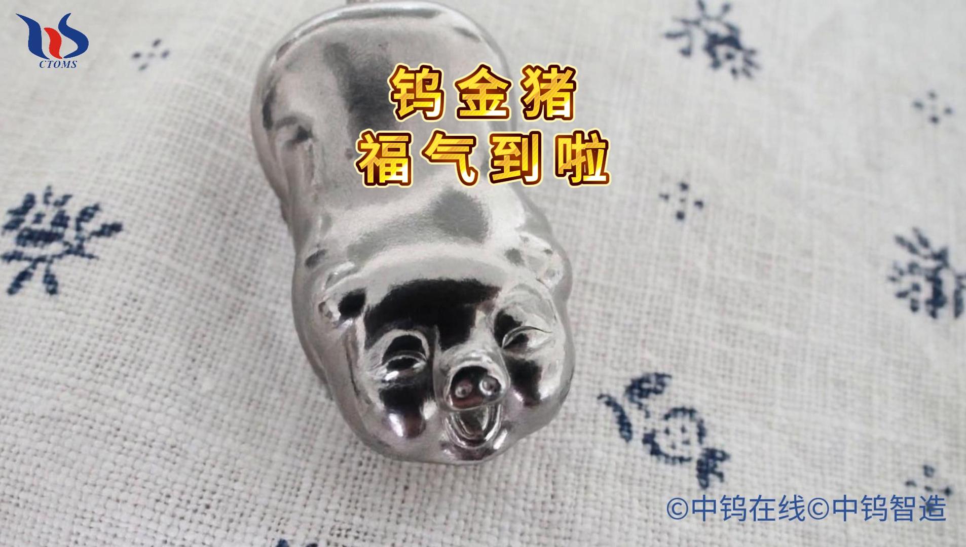 鎢金豬圖片